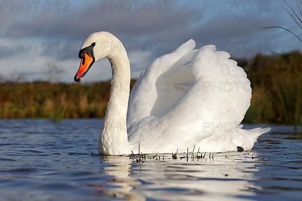 Mute swan