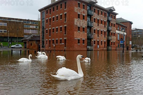 Flock of mute swans