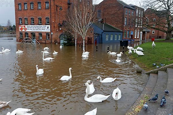 Flock of mute swans