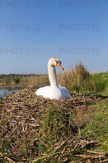 Mute swan