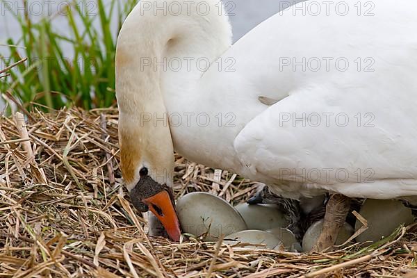 Mute swan