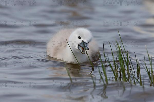 Mute swan