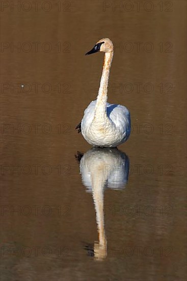 Trumpeter swan