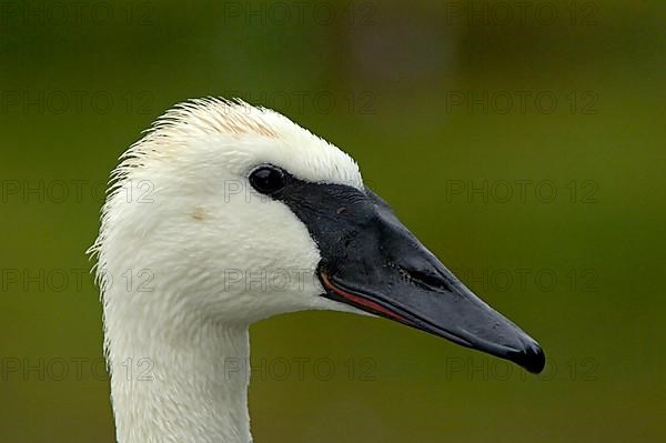 Trumpeter swan