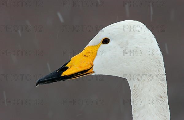 Whooper swan