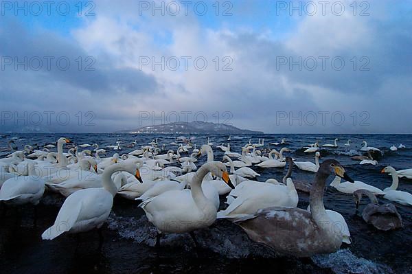 Whooper swan