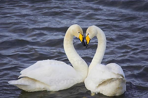 Whooper swan