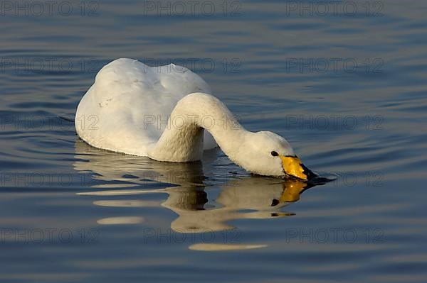 Whooper Swan