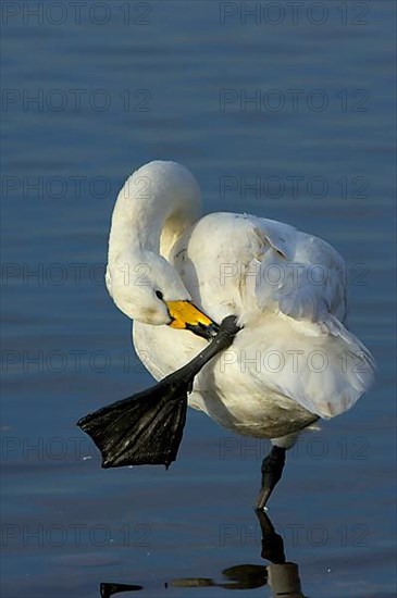 Whooper Swan