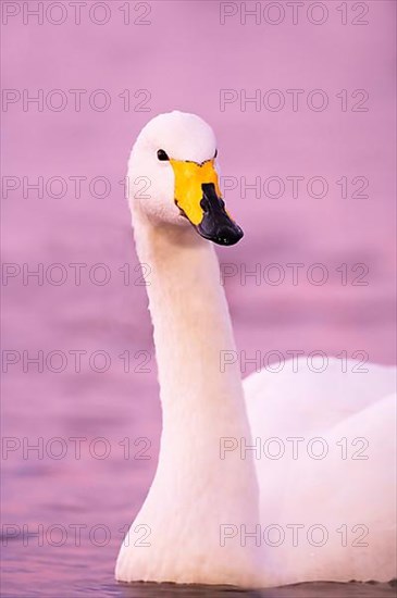 Adult whooper swan