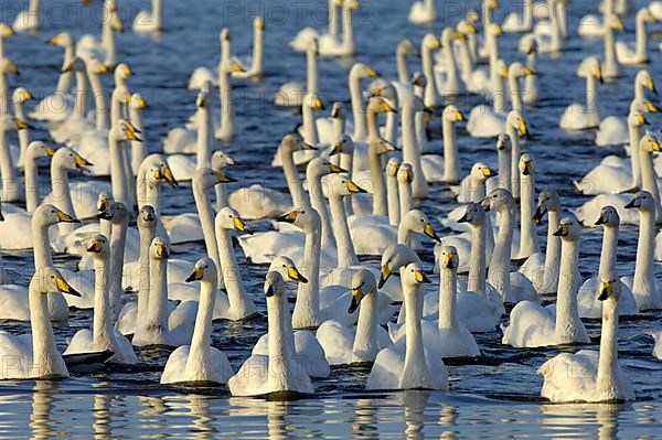 Whooper Swan