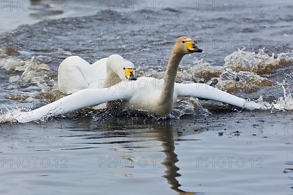 Whooper Swan