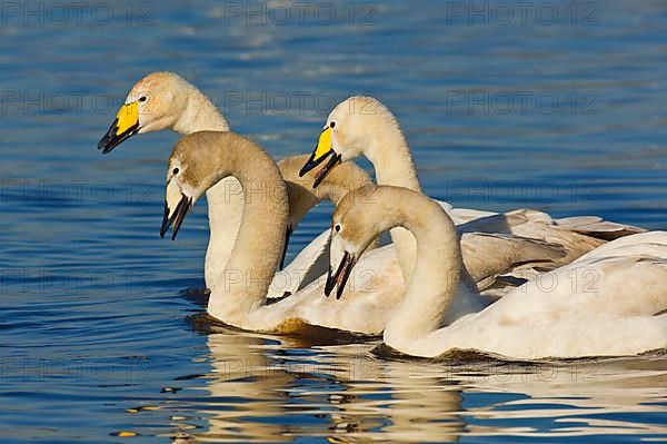 Whooper Swan