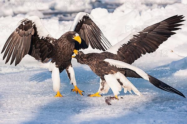 Steller Sea Eagles