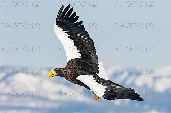 Steller Sea Eagle