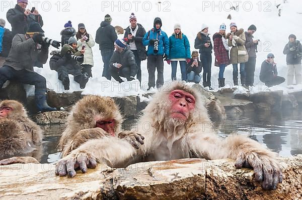 Red-faced macaque