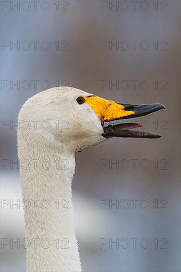 Adult whooper swan