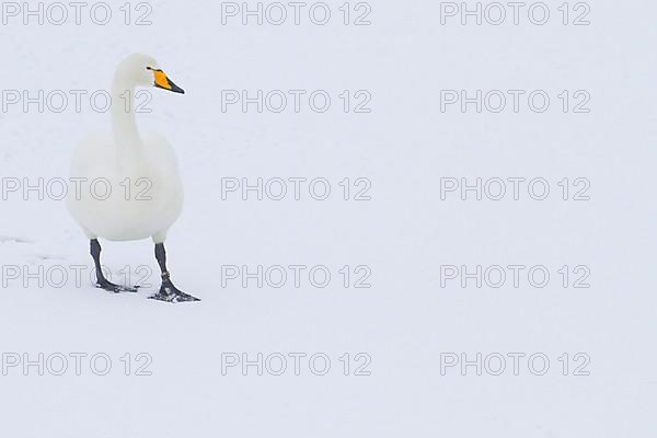 Adult whooper swan