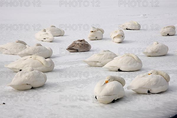 Adult and immature whooper swan