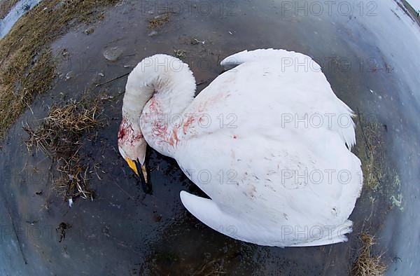 Whooper Swan