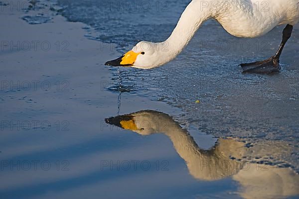 Adult whooper swan