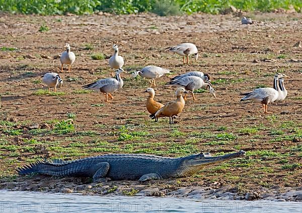 Gharial