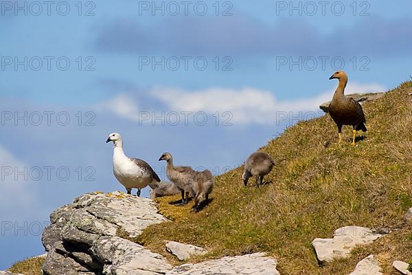 Upland Goose