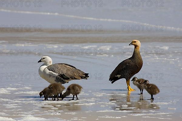 Upland Goose