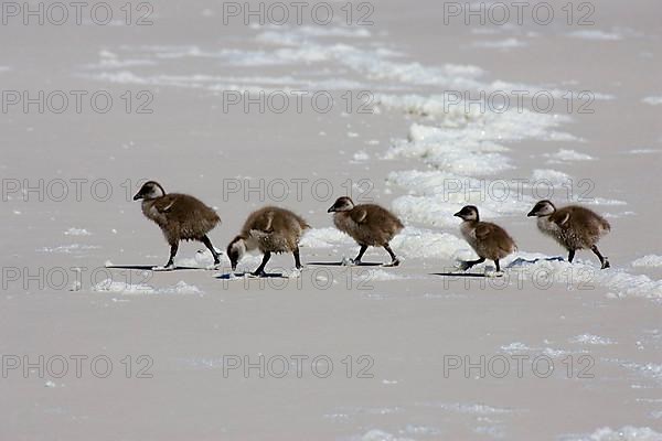 Five Upland Goose