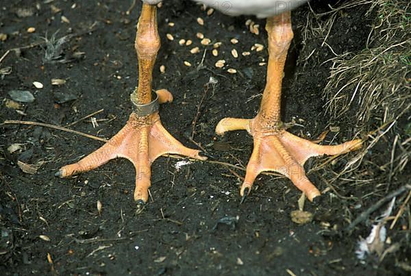 Magpie Goose