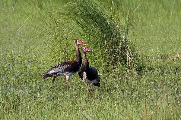 Two spurwinged geese