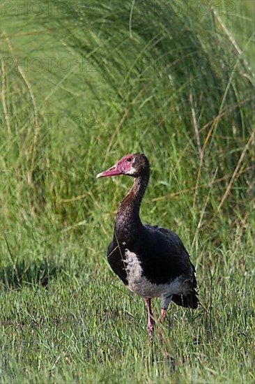 Winged goose