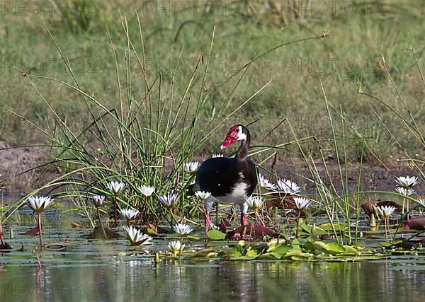 Spur-winged Goose