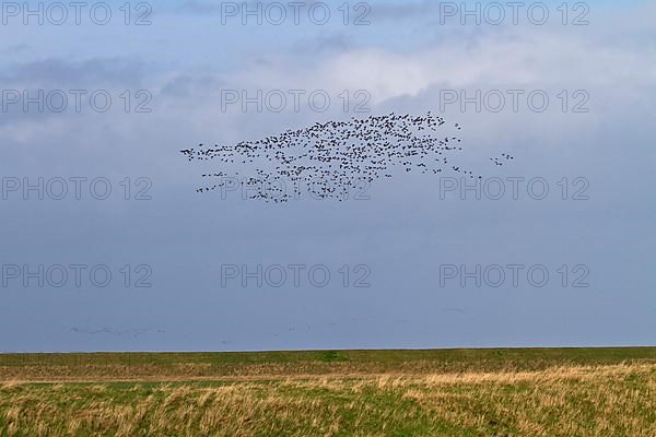 Brent geese fly along the sea wall Terrington Marsh