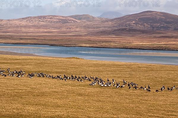 Barnacle Geese on Islay Scotland