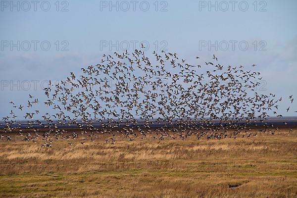 Large flock of dark-bellied brent geese on the North Norfolk coast near the Wash