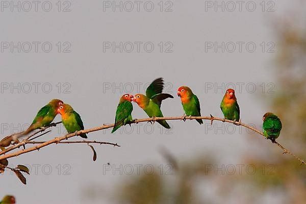 Nyassa Lovebird