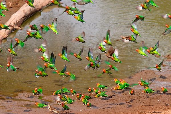 Nyassa Lovebird