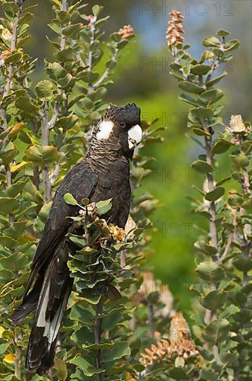 Carnaby's black cockatoo