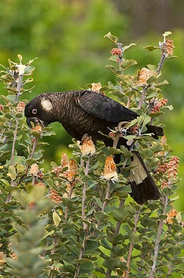 Carnaby's black cockatoo