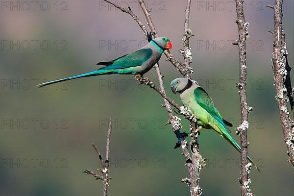 Malabar Parakeet