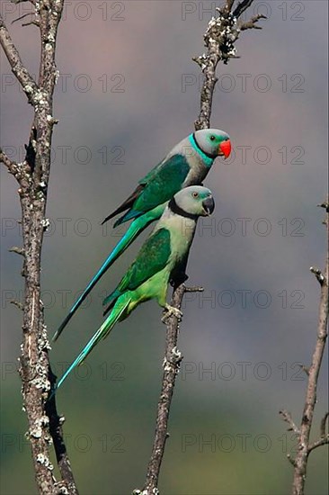 Malabar Parakeet