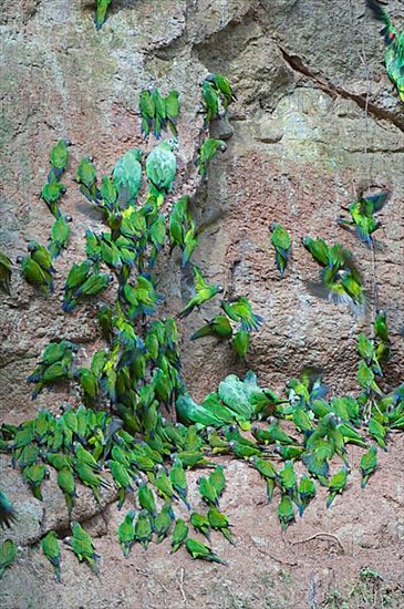 Dusky-headed parakeet