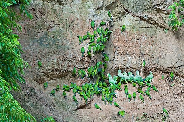 Dusky-headed parakeet