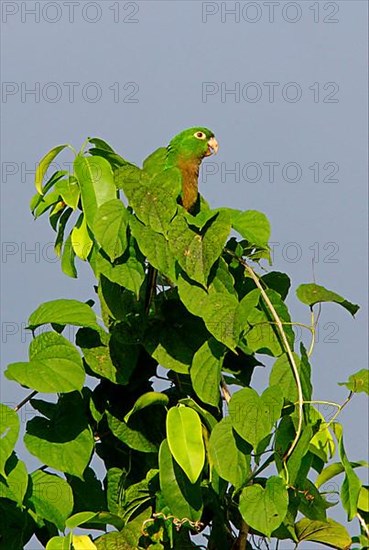 Aztec parakeet