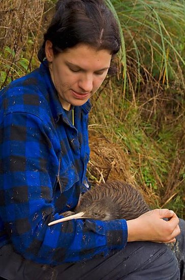 North Island Conservation Programme north island brown kiwi