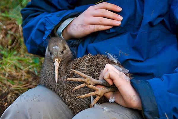 North Island Conservation Programme north island brown kiwi