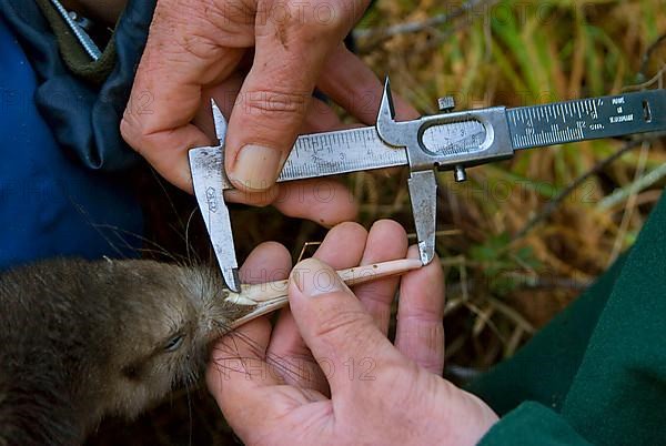 North Island Conservation Programme north island brown kiwi