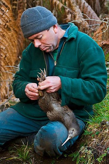 North Island Conservation Programme north island brown kiwi