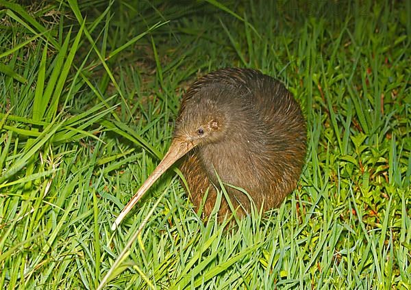 North Island Brown Kiwi